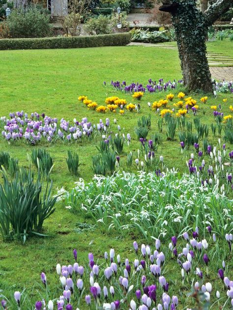 Bulb Planting Design Ideas, Lawn With Flowers, Bulbs In Lawn, Bulb Flowers Garden, Spring Bulbs Garden Ideas, When To Plant Daffodil Bulbs, When To Plant Tulip Bulbs, Bulb Lawn, When To Plant Bulbs