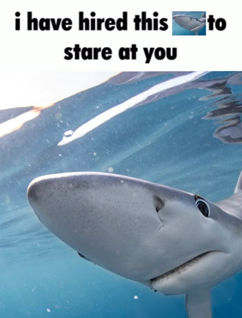 Funny Sharks Pics, Cute Shark Pfp Real, There Are Many Benefits To Being A Marine Biologist, Sharks Being Cute, Cute Shark Picture, Silly Shark Pfp, Matching Shark Pfps, Sharks Cute, Funny Sharks