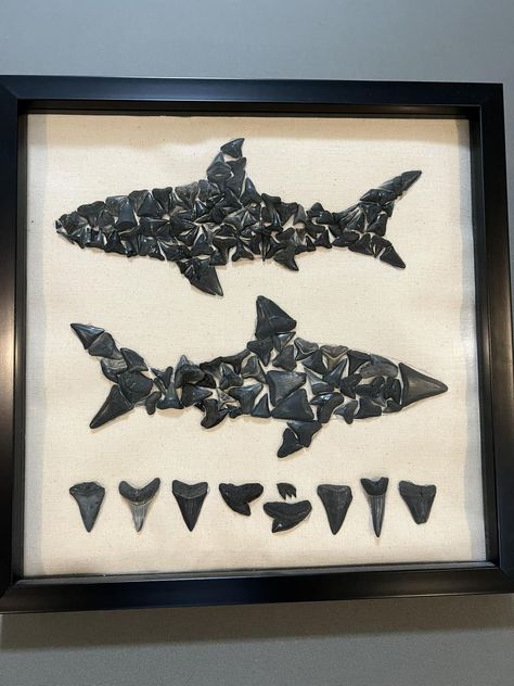 Myrtle Beach Shark Teeth | After years of collecting teeth, and unsure of how to display our favorites, we came across this idea and loved it Shark Teeth Crafts, Seashell Display, Shark Craft, Teeth Pictures, Antlers Decor, Teeth Art, Shark Decor, Diy Teething, Shark Art