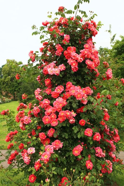 How to Grow Climbing Roses in a Small Space Garden | Architectural Digest Pruning Climbing Roses, Climbing Garden, New Dawn Climbing Rose, Climbing Roses Trellis, Small Space Garden, Red Climbing Roses, Wedding Cottage, Rose Plant Care, Rose Garden Design