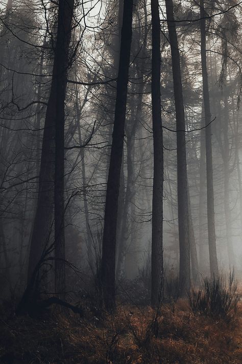 Dark Natrulisum Aesthetic, Dark Outdoor Aesthetic, Spooky Woods Aesthetic, Spooky Forest Aesthetic, Dark Oak Forest, In The Woods Aesthetic, Dark Cottagecore Wallpaper, Dark Forestcore, Dark Academia Forest