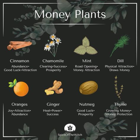 Money Oil Recipe, Witches Alphabet, Money Spells Magic, Money Plants, Witchcraft Spells, Green Witchcraft, Witch Spirituality, Magic Herbs, Wiccan Spell Book