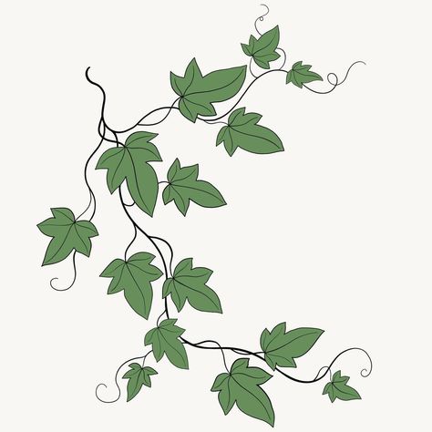 Floral ivy drawing decorative ornament flat design. Ivy Doodle, Ivy Illustration, Ivy Drawing, Ivy Draw, Vine Clipart, Painted Vines, Ivy Tree, Ivy Tattoo, Outline Pattern