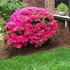 Azaleas Landscaping Front Yards, Azaleas Landscaping, Landscaping Front Yards, Azaleas Care, Azalea Shrub, Colorful Shrubs, Azaleas Garden, Azalea Flower, Clematis Vine