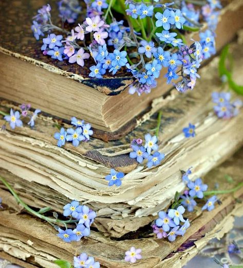 Forget Me Not Book, Pretty Backrounds, Forget Me Nots Flowers, Forget Me Not Flowers, Nothing But Flowers, Blue Book, Forget Me Nots, Language Of Flowers, Blue Books