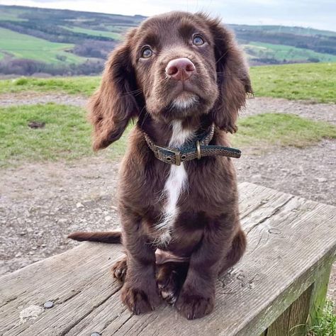 Sprocker Spaniel, Springer Spaniel Puppies, Spaniel Breeds, Cocker Spaniel Puppies, Cocker Spaniel Dog, Puppy Chow, Spaniel Puppies, Spaniel Dog