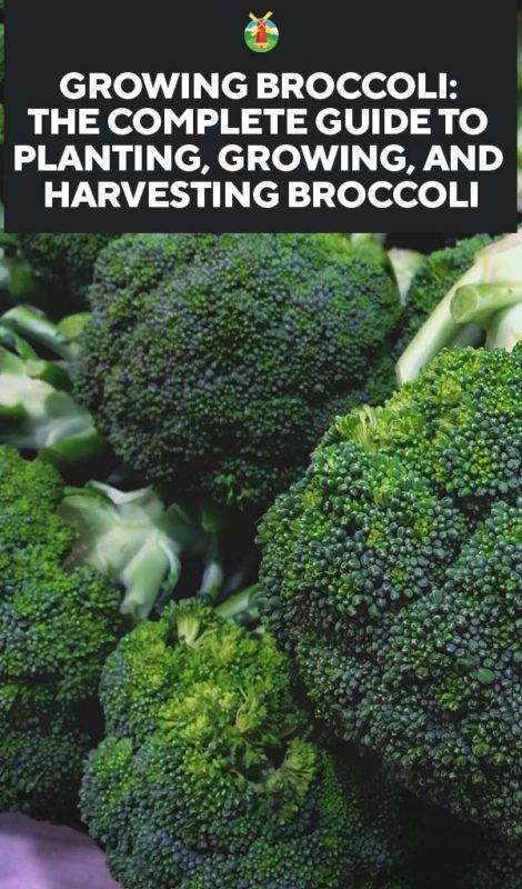 Growing Broccoli: The Complete Guide to Planting, Growing, and Harvesting Broccoli Broccoli Growing, Harvesting Broccoli, Growing Broccoli, Types Of Herbs, Herb Gardens, Garden Veggies, Home Vegetable Garden, Vegetable Gardening, Planting Vegetables