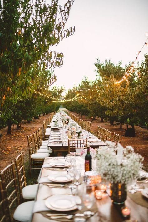 String lights are such an amazing touch to outdoor weddings. This table setting is chic yet simple. Apple Orchard Wedding, Orchard Design, Peach Orchard, Cozy Wedding, Outdoor Dinner Parties, Orchard Wedding, Outdoor Dinner, Party Photography, Bohol