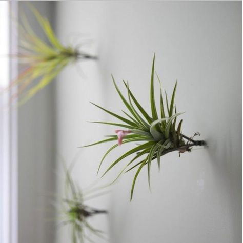 A Botanical Magic Trick: Air Plants and Aeriums : Remodelista  could just put 2 or 3 nails into the wall... Airplant Wall, Plant Display Ideas, Air Plants Decor, Plants Care, Flora Grubb, Vertical Garden Indoor, نباتات منزلية, Air Plant Display, Vertical Garden Diy