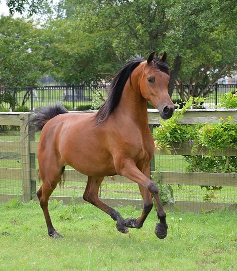 Shabaska Thyme 2006 Bay Purebred Arabian Mare Bay Arabian Horse, Equine Facility, Arabic Horse, Horse Coat Colors, Show Horse, Arabian Horses, Horses For Sale, Arabian Horse, Dallas Fort Worth