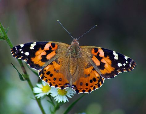 Painted Lady butterfly Butterfly Release Wedding, Butterfly Release, Vanessa Cardui, Painted Lady Butterfly, Butterfly Kit, Lady Butterfly, Butterfly Images, Butterfly Photos, Butterfly Wedding