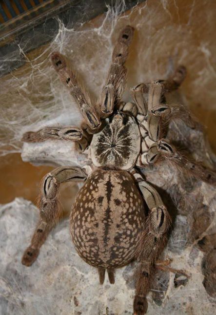 Togo Starburst Baboon Tarantula, Tralanchula Spider, Pet Tarantula, Arachnids Spiders, Spider Species, Wolf Spider, Cutee Animals, Insect Photography, Cool Bugs