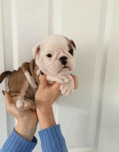 American Bulldog Puppy, British Bulldog Puppies, English Bulldog Puppies For Sale Near Me, Bull Dog Puppies, Baby English Bulldogs, Cuddle Puddle, American Bulldog Puppies, Respiratory Disease, Baby Bulldog