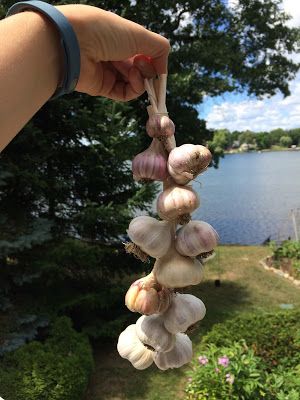 Hanging Garlic In Kitchen, Hanging Garlic, Garlic Hanging, School Props, Michigan Gardening, Magical School, Grow Garlic, Growing Garlic, Animals And Plants