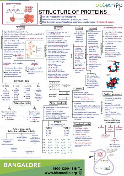 Struture of proteins Proteins Notes, Phd Hacks, Biotechnology Notes, Biotechnology Careers, Microbiology Study, Biochemistry Notes, Nursing School Life, Learn Biology, Microbiology Lab