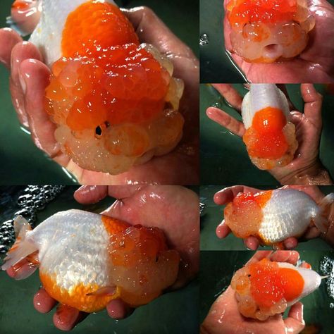 Jumbo Red and white Ranchu Ranchu Fish Tank, Ranchu Goldfish Tank, Chubby Goldfish, Ranchu Fish, Terrarium Tank, Oranda Goldfish, Pet Goldfish, Fancy Goldfish, Goldfish Tank