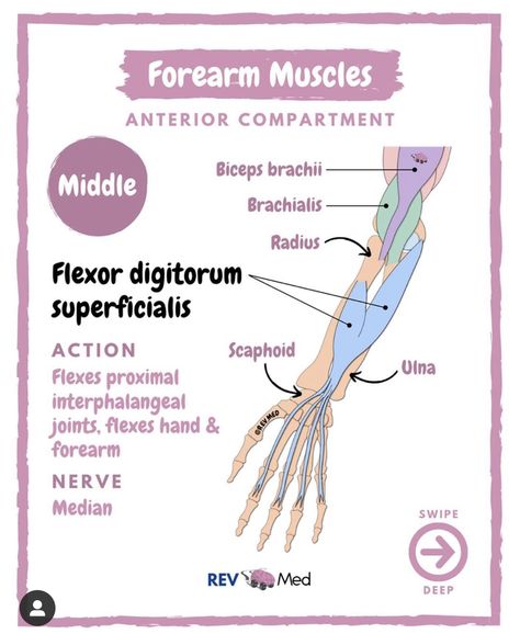 Nervous System Anatomy, Anatomy Education, Physical Therapy School, Human Muscle Anatomy, Human Body Science, Physical Therapy Student, Physical Therapy Assistant, Massage Therapy Business, Occupational Therapy Assistant