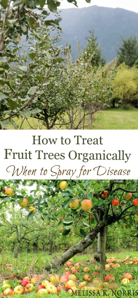 Fruit Trees Backyard, Fruit Tree Garden, Orchard Garden, Growing Fruit Trees, Organic Vegetable Garden, Organic Gardening Tips, Food Garden, Fruit Garden, Garden Trees