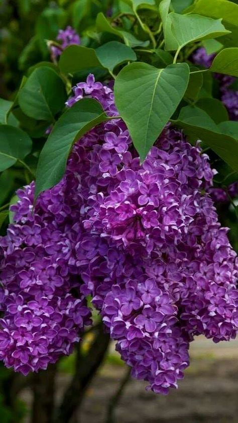 Syringa Vulgaris, Lilac Bushes, Lilac Flowers, Beautiful Flowers Pictures, Purple Lilac, Garden Cottage, Exotic Flowers, Flower Beauty, Beautiful Blooms