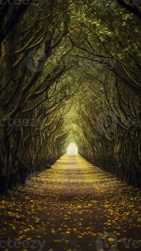 AI Generative Tunnel from the oak trees over a road in the Italy natural seasonal european autumn background European Autumn, Adventure Island, Tree Tunnel, Autumn Background, Oak Trees, Islands Of Adventure, Vector Cartoon, Background Background, Oak Tree