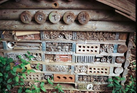 Insect Hotels — Plant and Bloom Design Studio Diy Pollinator Hotel, Diy Insect Hotel, Insect Hotels Diy, Make A Bug Hotel, Hotel Plants, Pollinator Garden Design, Hotel Landscape, Types Of Insects, Mason Bees