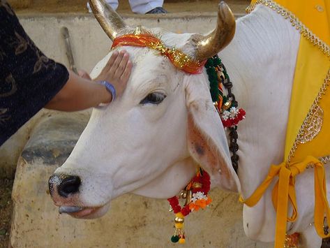 cow Shri Ram Wallpaper, Cow Tattoo, Mother India, Indian Colours, Indian Wedding Couple Photography, Sacred Scripture, Dairy Cows, Google Adwords, Cow Art