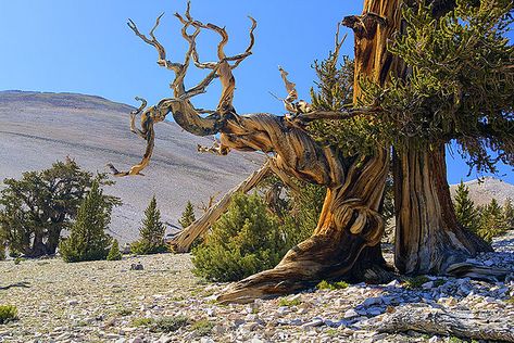 Road to Ancient Bristlecone Pine Forest Opens | Openings & Closings | SoCal Wanderer | KCET Cool Places In California, Bristlecone Pine Tree, Rainbow Eucalyptus Tree, Dragon Blood Tree, Scifi Artwork, Reading Tree, Rainbow Eucalyptus, Bristlecone Pine, Socotra