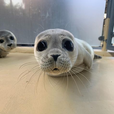 Sea Puppies, Napoleon Fish, Funny Seals, Dog Station, Sea Dog, Cute Seals, Baby Seal, Young Animal, Water Dog