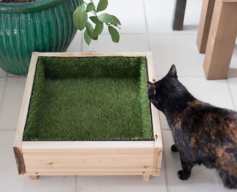 https://gina-michele.com/2018/03/cat-grass-bed-diy.html Cat Grass Diy, Cat Patios, Grass Bed, Cat Grass Planter, Raising Kittens, Katt Diy, Kitty Corner, Kat Diy, Diy Pet Bed