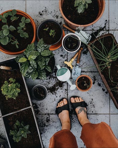 Plants And Gardening, Vision Board Photos, Life Vision Board, Plant Aesthetic, Slow Life, Plant Mom, American Beauty, Plant Lady, Foto Inspiration