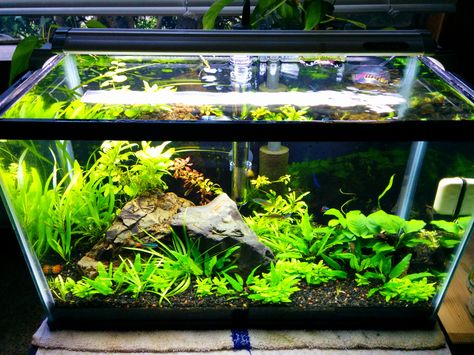 10 Gallon Planted, Over a Year with this Setup... 10g Fish Tank Ideas, 10 Gallon Aquascape Ideas, Betta Fish Tank Ideas 10 Gallon, 10 Gallon Aquascape, Tank Pets, Guppy Tank, Planted Betta Tank, Saltwater Aquarium Setup, 10 Gallon Fish Tank