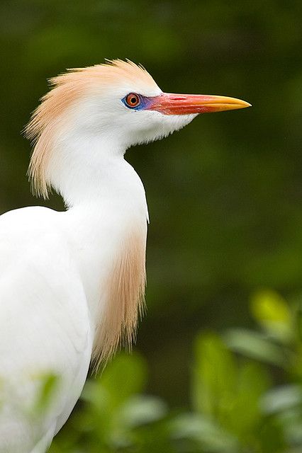 Cattle Egret in Breeding Plumage | Jeff Milsteen | Flickr Cattle Egret, God Creation, Australia Animals, Herons, Shorebirds, Nature Birds, All Birds, Exotic Birds, Pretty Birds