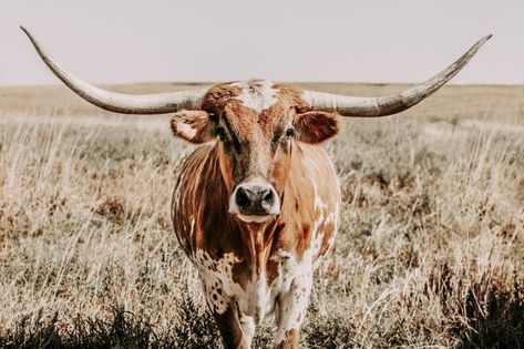 Texas longhorn