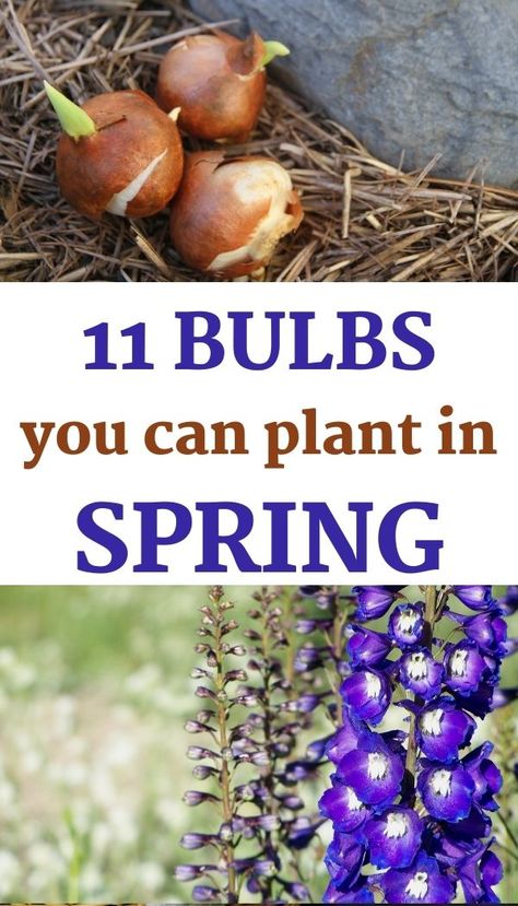 Get a list of 11 bulbs that flower in summer! Flower Bulbs In Pots, Bulb Flowers Types Of, Summer Bulbs To Plant In Spring, Bulb Flowers Garden, Flowers That Come Back Every Year, Flower Bulb Garden, Bulbs To Plant In Spring, When To Plant Bulbs, Peony Bulbs