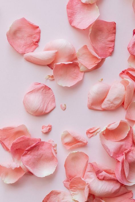 Layout of colorful fresh flowers and plants · Free Stock Photo Rose Petals Wedding, Popular Scents, Increase Confidence, Wedding Aisle Decorations, Wedding Petals, Flower Girl Basket, Pink Petals, Crochet Rose, Wedding Aisle