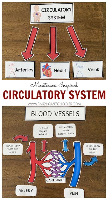 Circulatory System Learning Resources for Kids Heart Activities For Kids, Circulatory System Projects, Circulatory System For Kids, Human Body Homeschool, Health Science Classroom, Circulatory System Activities, Human Body Systems Projects, Body Systems Project, Science Report