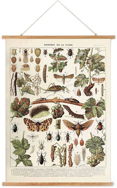 Cottage Core Classroom, Vintage Entomology, Insect Poster, Cottage Core Home Decor, Educational Chart, Art Deco Theme, Apartment Bedroom Decor, Poster Hanger, Retro Wall Art