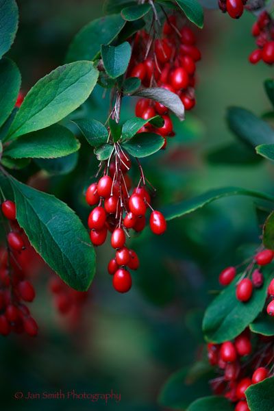 Berberis Koreana 'Red Tears' Pumpkin Canvas Painting, Fruit Picture, Favourite Season, Forest Plants, Fruits Images, Fruit Photography, Eat Me, Floral Border Design, Fruit Garden