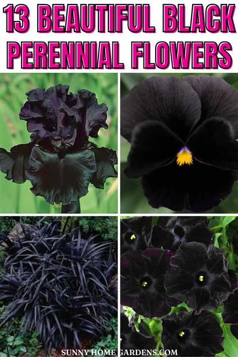 If you're looking to add a little of extraordinary colors to your garden then these unique and beautiful black perennial flowers are your best option. Learn more about these black flowers and how to grow them successfully in your garden. Witchy Garden, Gothic Flowers, Goth Garden, Aquaponic Gardening, Perennial Flowers, Gothic Garden, Witch Garden, Black Garden, Dark Flowers