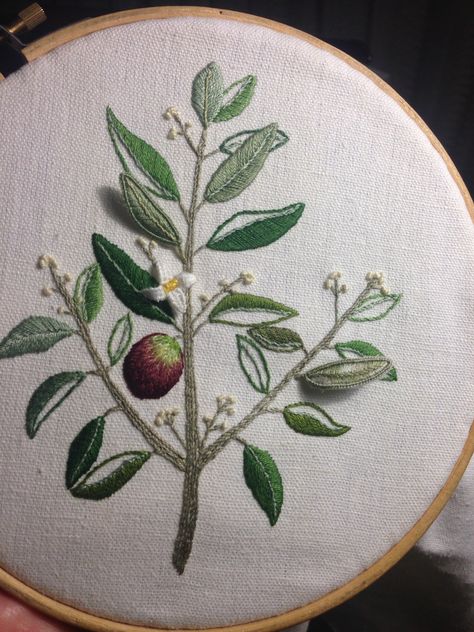 My first real attempt at stumpwork - so easy! Olive branch design from Sachiko Morimoto, but I changed the stumpwork leaves so the stitching could be seen on the back too - didn't follow her instructions. One leaf is in Cottage Garden stranded thread - salvia, I think - to give a simulated shine to the leaf. Olive Tree Embroidery, Olive Branch Embroidery, Stumpwork Leaves, Embroider Leaves, Olive Embroidery, Olive Branch Design, Fabric Flower Bouquet, Embroidery Leaf, Embroidery Lessons