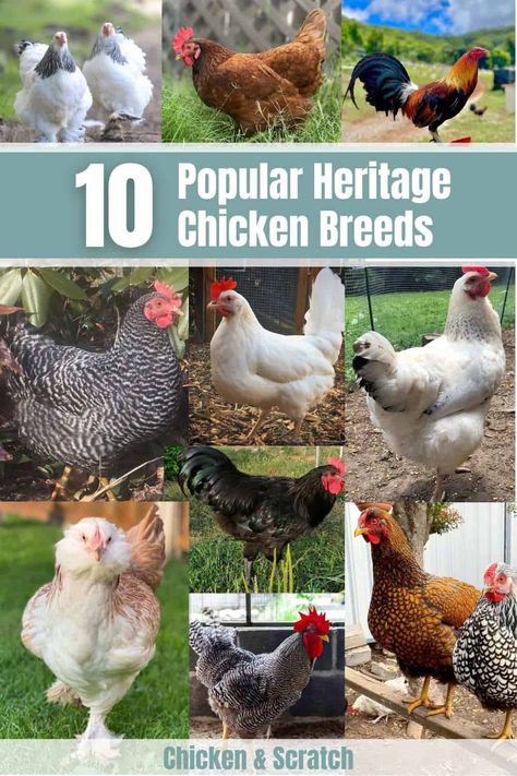 10 Heritage Chicken Breeds For Your Backyard Coop Best Backyard Chicken Breeds, Unique Chicken Breeds, Pretty Chicken Breeds, Friendly Chicken Breeds, Chicken Identification, Heritage Breed Chickens, Chicken Types, Chicken Breeds With Pictures, Heritage Breeds Livestock