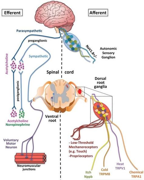 Neurosonic Technologies on Instagram: "Did you know that stimulating mechanoreceptors of the skin can have a huge effect in the body? When you go to massage, you will get this affect via massageurs hands, but the effect is very local. Still, it is very therapeutic. Using Neurosonic vibration technology, mechanoreceptors all over your body are activated and effect can be huge, especially in parasympathetic nervous system. This means that your body goes to a rest & digest state and recovery is p Nervous System Diagram, Daily Routine Activities, Muscle System, Sensory Nerves, Median Nerve, Medical Stickers, Peripheral Nervous System, Nerve Fiber, Parasympathetic Nervous System