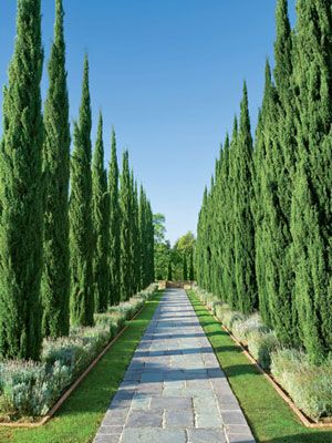 Greystone Estate, Italian Cypress, Backyard Trees, Mindoro, Modern Landscape Design, Modern Landscape, Italian Garden, Cypress Trees, Formal Gardens