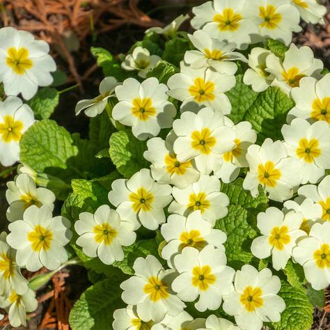 Wild Primrose, Primula Vulgaris, Fast Growing Flowers, Scottish Flowers, British Wild Flowers, English Flowers, February Birth Flowers, Lemon Flowers, Beautiful Flowers Images