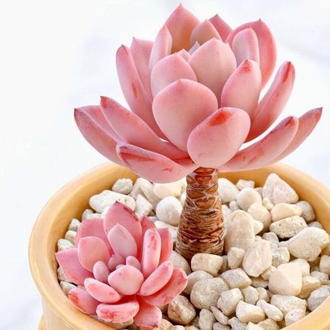 I recently  learned that the media company where my husband works has, I'm not joking,… Tanaman Sukulen, Kaktus Dan Sukulen, Succulent Garden Diy, Pink Plant, Decoration Plante, Succulent Gardening, Succulents Indoor, Colorful Plants, Succulent Arrangements