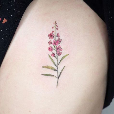 Hannah Kang🇰🇷 on Instagram: “Fireweed flower on @pastalardo Thank you💕” Floral Writing Tattoo, Fireweed Tattoo, Fireweed Flower, Moomin Tattoo, Tattoo On Ribs, Alaska Tattoo, Wildflower Tattoo, Jellyfish Tattoo, Tattoo Parlor