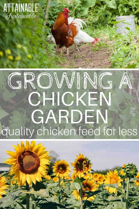 Want to save money on feeding your chickens? Here's how to feed chickens without breaking the bank. Grow your own organic feed on your homestead with a chicken garden. Growing Chicken Feed, Feed Chickens, Growing A Garden, Urban Chicken Farming, Urban Chickens, Backyard Chicken Farming, Raising Backyard Chickens, Chicken Garden, Diy Chicken