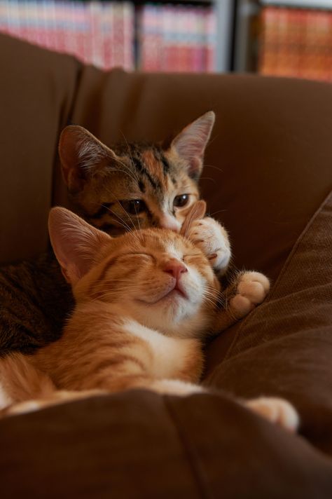 Wallpaper Gatos, Two Kittens, Cat Couple, Image Chat, Two Cats, Like A Cat, Appaloosa, Ginger Cats, Cute Cats And Kittens