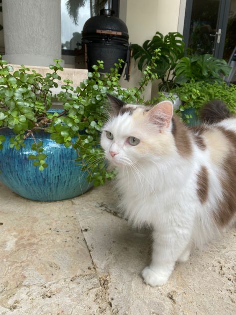 White Cat With Brown Spots, Cat With Spots, Therian Stuff, Spotted Cat, Pretty Cat, Long Haired Cats, Striped Cat, White Cats, Ragdoll Cat