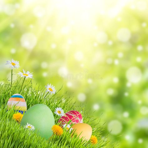 Logo Doce, Flower Backdrops, Easter Backgrounds, Spring Images, Eggs Flowers, Easter Wallpaper, Easter Pictures, Foto Tips, Holiday Background